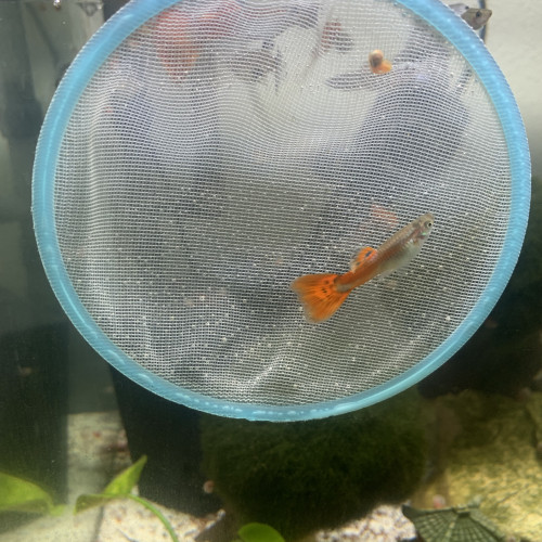 Guppy mâle et femelle