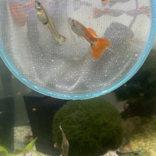 Guppy mâle et femelle