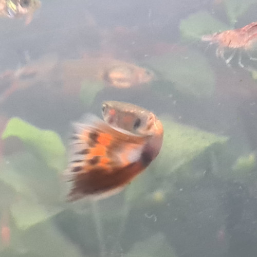 Vends ou échange lot de 6 guppys poecilia