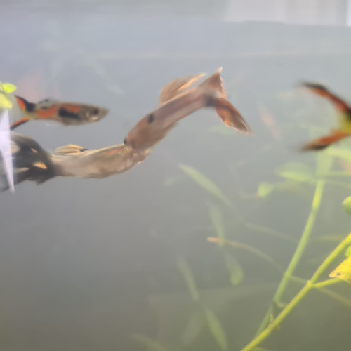 Vends ou échange lot de 6 guppys poecilia