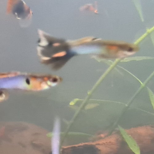 Vends ou échange lot de 6 guppys poecilia