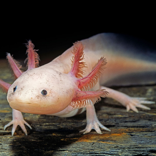 Axolotl albinos