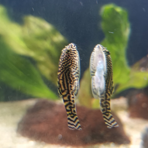 Sewellia lineolata