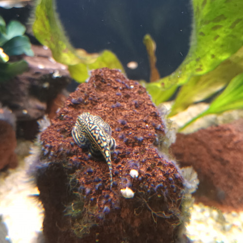 Sewellia lineolata