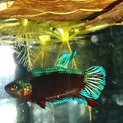 Betta splendens males et femelles