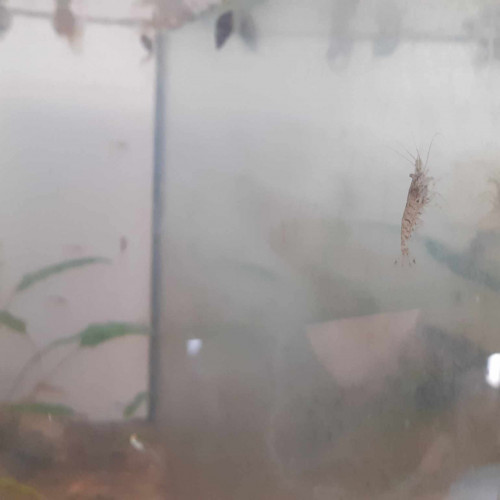 Vends ou échange crevettes (red sherry et japonica) et guppies