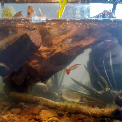 Vends ou échange crevettes (red sherry et japonica) et guppies
