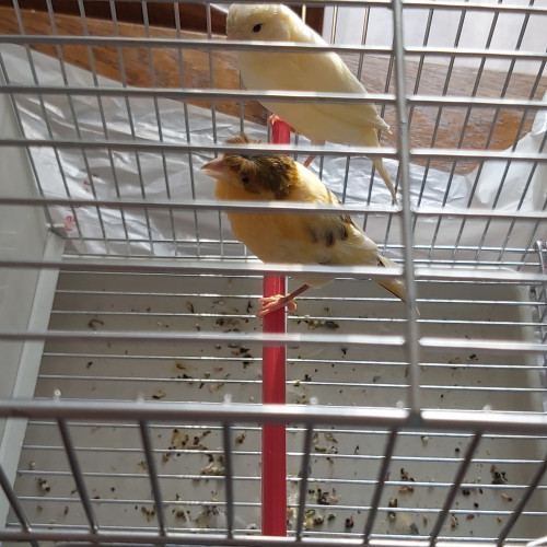 Cage avec Oiseaux canari