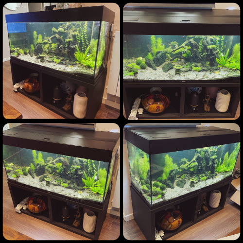 Aquarium + meuble + kit CO2 + matériels