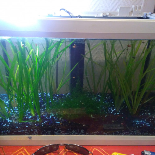 2 Aquariums de 17L