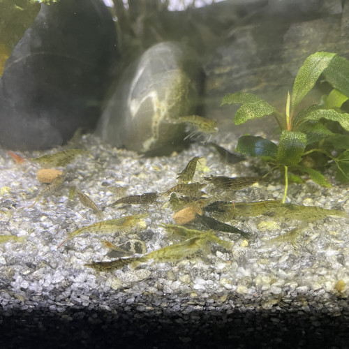 Crevettes neocaridina mixtes