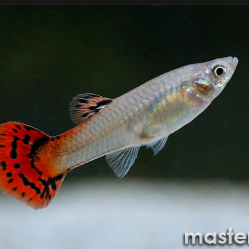 Guppy rouge cobra femelles - Poecilia reticulata 3-3.5cm