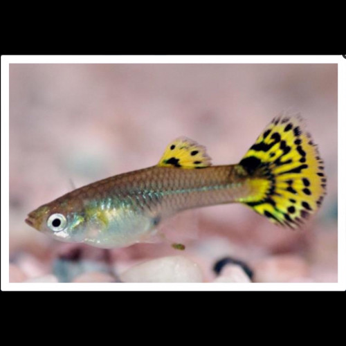 Guppy jaune cobra femelles - Poecilia reticulata 3-3.5cm