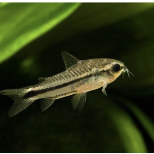 Corydoras pygmaeus