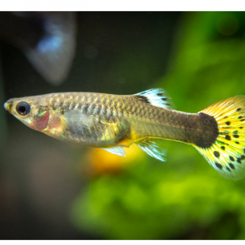 Guppy jaune cobra femelles - Poecilia reticulata 3-3.5cm