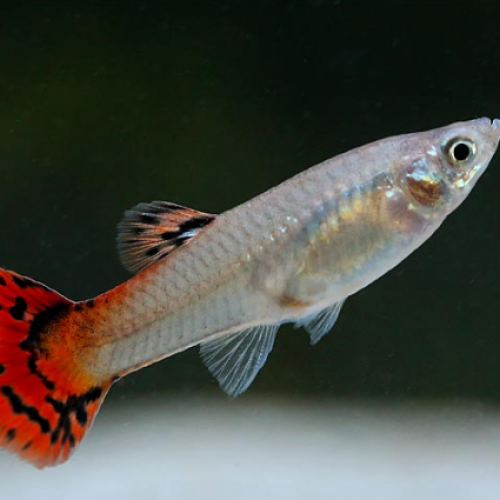 Guppy rouge cobra femelles - Poecilia reticulata 3-3.5cm