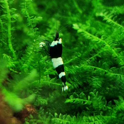 Crevette Caridina cf. cantonensis - Taiwan Bee Panda ?