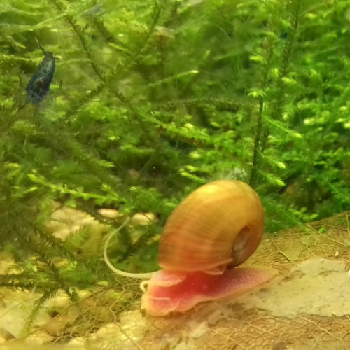 Escargot Planorbe d'aquarium