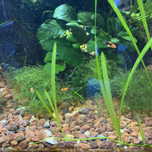 Bébé platy