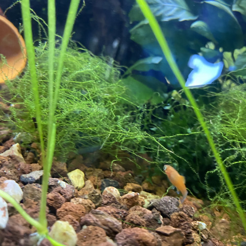 Bébé platy