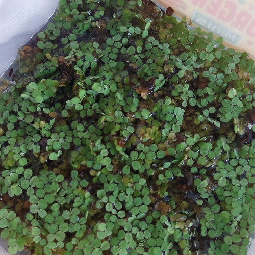 salvinia natans