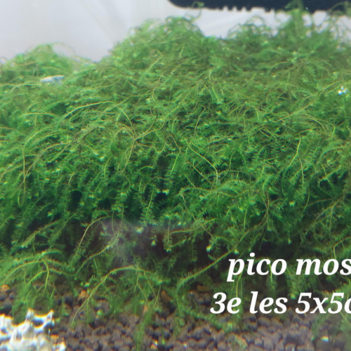 pico moss