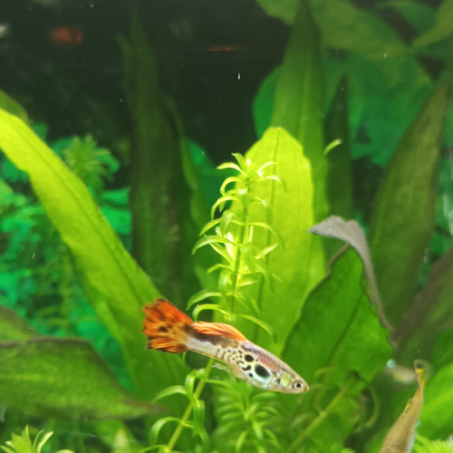 dons poissons