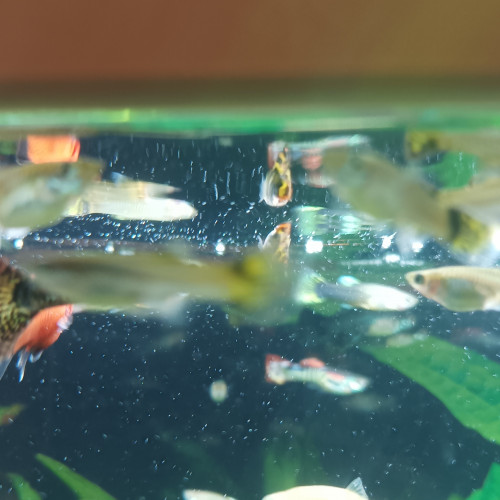 dons poissons eaux douce ou tempérée