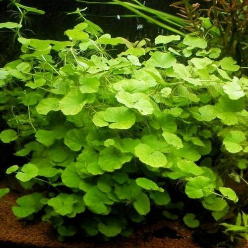 Plantes d'aquarium très faciles