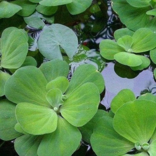 Plantes d'aquarium très faciles