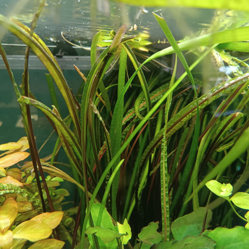 Cryptocoryne balansae -crispatula