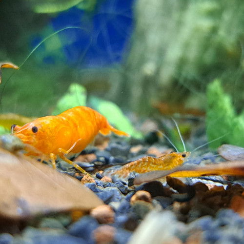 Neocaridina orange sakura