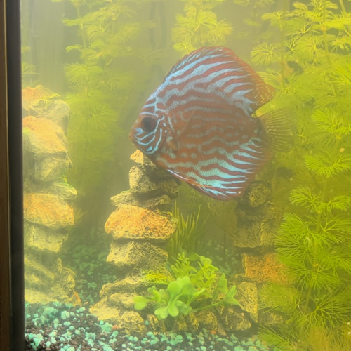 Discus bleu