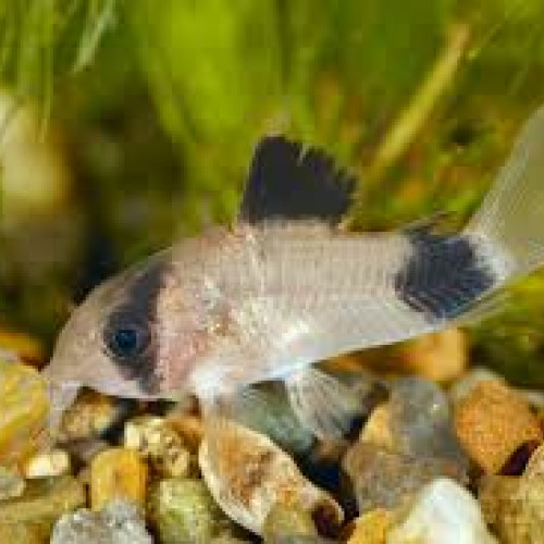 Corydoras panda