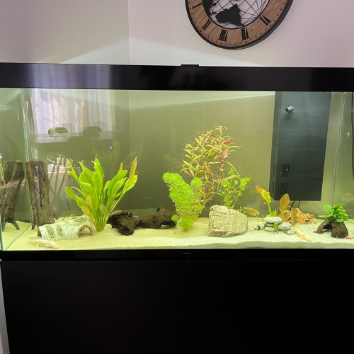 aquarium de 270 L avec vraie plante et bois à l’intérieur.  axolots