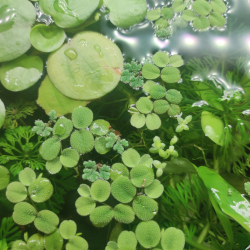De 1 à 4 espèces de Plantes flottantes Aquarium Paludarium