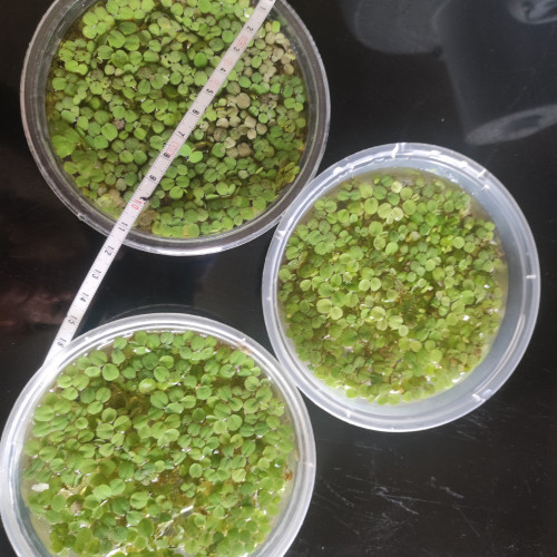 De 1 à 4 espèces de Plantes flottantes Aquarium Paludarium