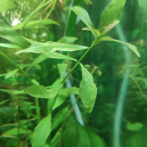 De 1 à 4 espèces de Plantes flottantes Aquarium Paludarium