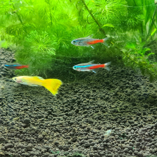 Donne un Guppy citron mâle et 4 néons cardinaux