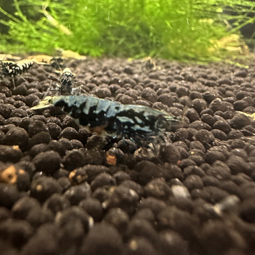 Caridina Galaxy Blue Boa