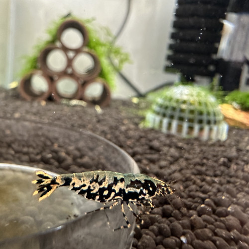 Caridina Galaxy Blue Boa