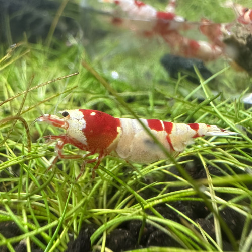 Caridina Pure Red Line