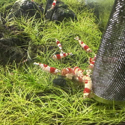 Caridina Pure Red Line