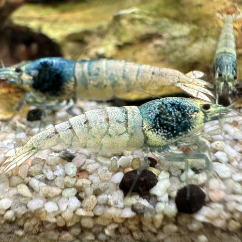 Caridina Blue Bolt