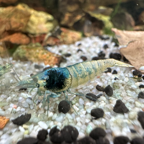 Caridina Blue Bolt