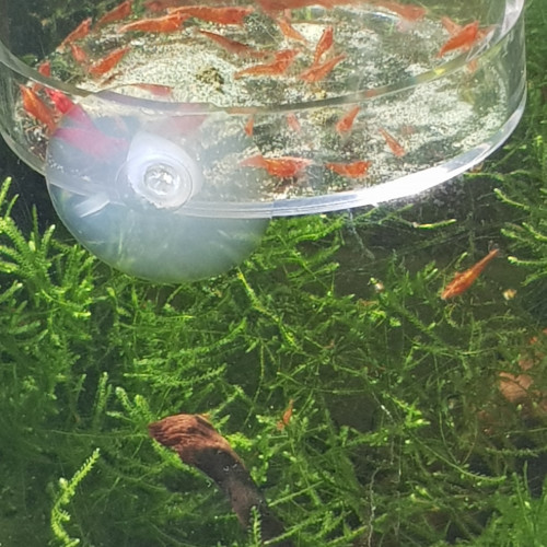 Neocaridina orange sakura