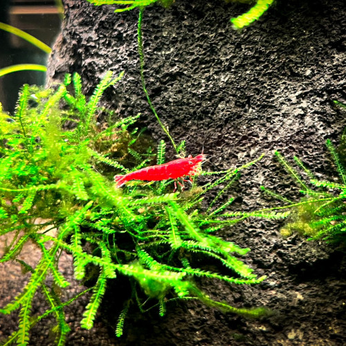 Crevettes Neocaridina davidi var. Sakura / Red Sakura