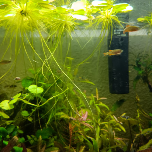 Galaxy rasbora 1€50