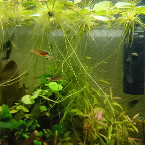 Galaxy rasbora 1€50
