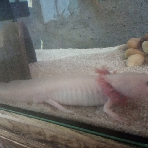 Axolotl mâle leucistique